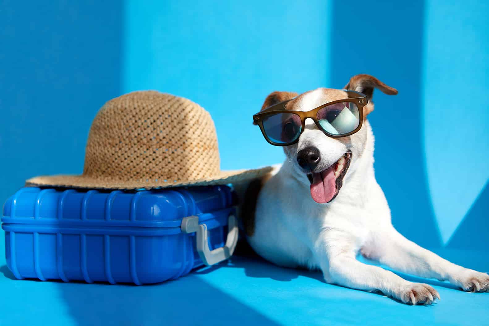 Hoteles Para Mascotas: Tu Peludo Compañero en Buenas Manos mientras Disfrutas de tu Viaje.