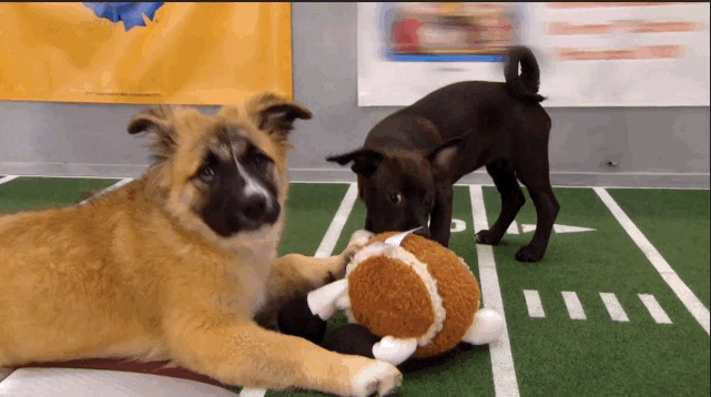 intercambio estudiantil